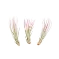 thumbnail image 1 of Raspberry Colorful Tillandsia Air Plants - Long Lasting Color Enhanced Live Tillandsia Succulent House Plants - Home and Garden Decor - Easy Care Indoor/Outdoor Plants (Juncea, Pack of 3), 1 of 15