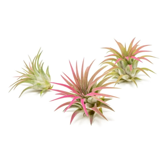 Raspberry Colorful Tillandsia Air Plants - Long Lasting Color Enhanced Live Tillandsia Succulent House Plants - Home and Garden Decor - Easy Care Indoor/Outdoor Plants (Ionantha Rubra, Pack of 3)