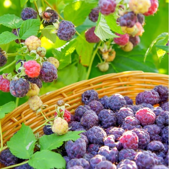 Raspberry Glencoe Plant Live for Planting, Purple Raspberry Bushed Live, 4-6 Inches Tall, Berries Plant for Outdoor, No Pot