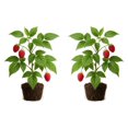 thumbnail image 1 of Raspberry Glencoe Thornless Starter Plants - Set of 2, Full Sun, USDA Zones 4-8, Ships Bare Root, No Pot, 1 of 8
