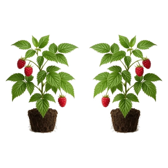 Raspberry Glencoe Thornless Starter Plants - Set of 2, Full Sun, USDA Zones 4-8, Ships Bare Root, No Pot
