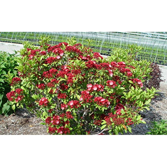Raspberry Glow Mountain Laurel