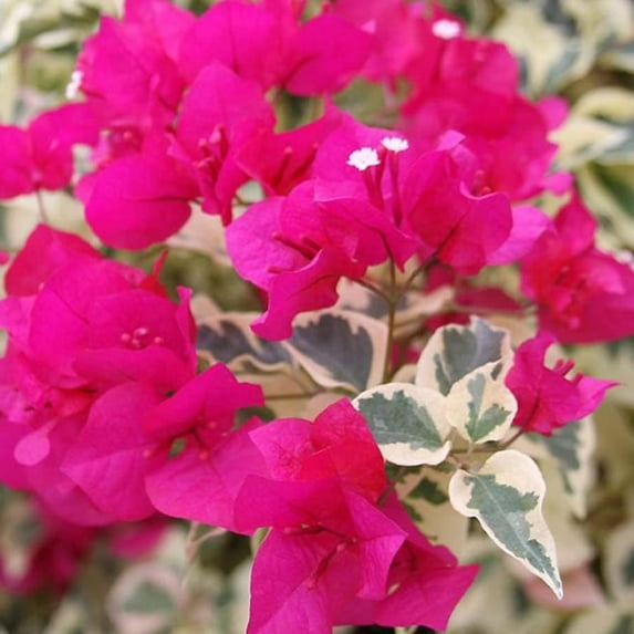 Set 2 Raspberry Ice Bougainvillea Vine Plant, Outdoor Gardening, Bougainvillea Plant 4 - 9 Inches Tall