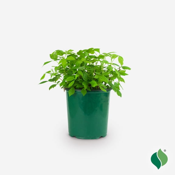 Raspberry, Latham 1 gal