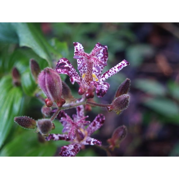 Raspberry Mousse Toadlily Flower Bulbs - Deer Resistant - Perennializing