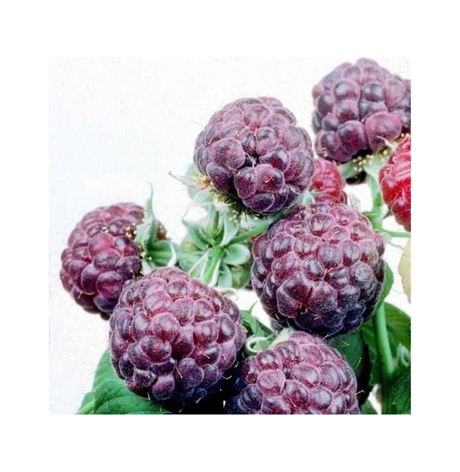 Raspberry Plants "Glencoe" (Purple) Includes 4 Plants