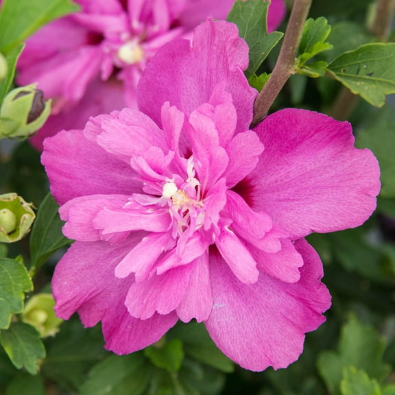 1 Gal. Pot Raspberry Smoothie Rose of Sharon, Flowering Shrub - 1 plant per offer