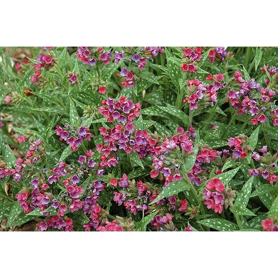 Raspberry Splash Lungwort Perennial - Pulmonaria - Live Plant - Gallon Pot