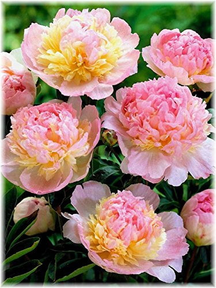 Raspberry Sundae Bareroot Peony, 2-3 Eye, Great for Fall Planting!