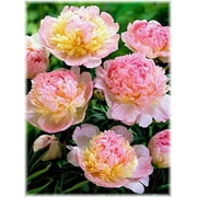 Raspberry Sundae Bareroot Peony, 2-3 Eye, Great for Fall Planting!