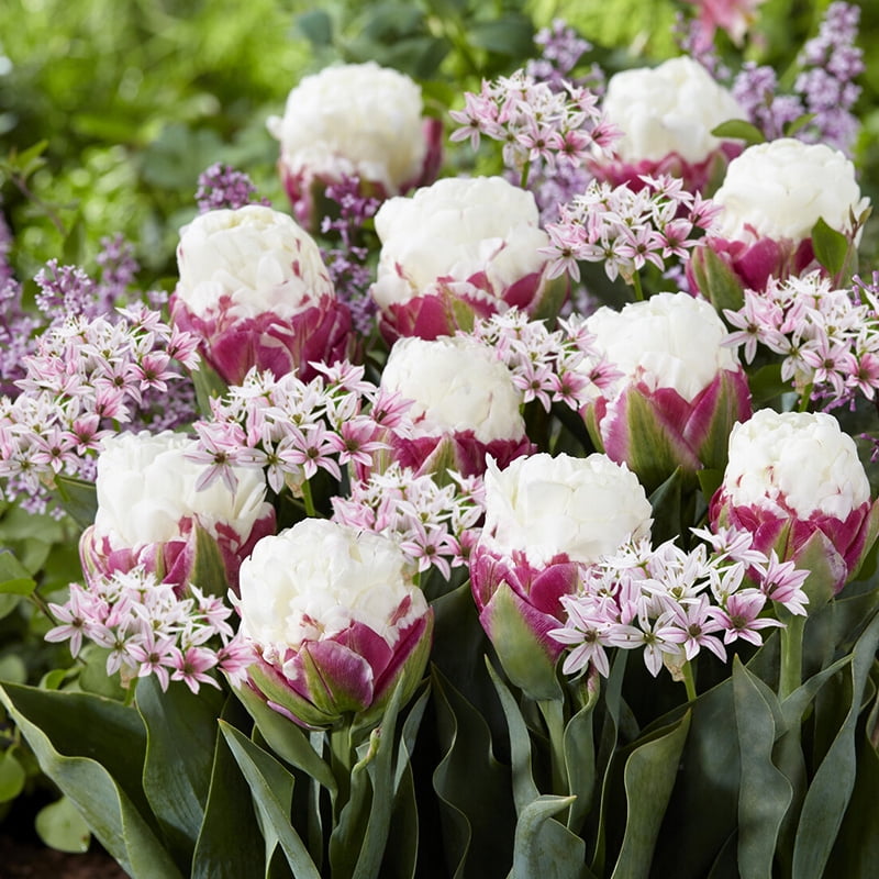 Raspberry Sundae Blend Flower Bulbs - 10 Bulbs per Pack - Attracts ...