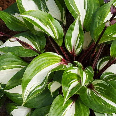 Raspberry Sundae Hosta Flower Root - Grows Great in Shade - Attracts Butterflies and Hummingbirds - Naturalizing - Perennializing - Easy to Grow Live Plants - Outdoor Garden