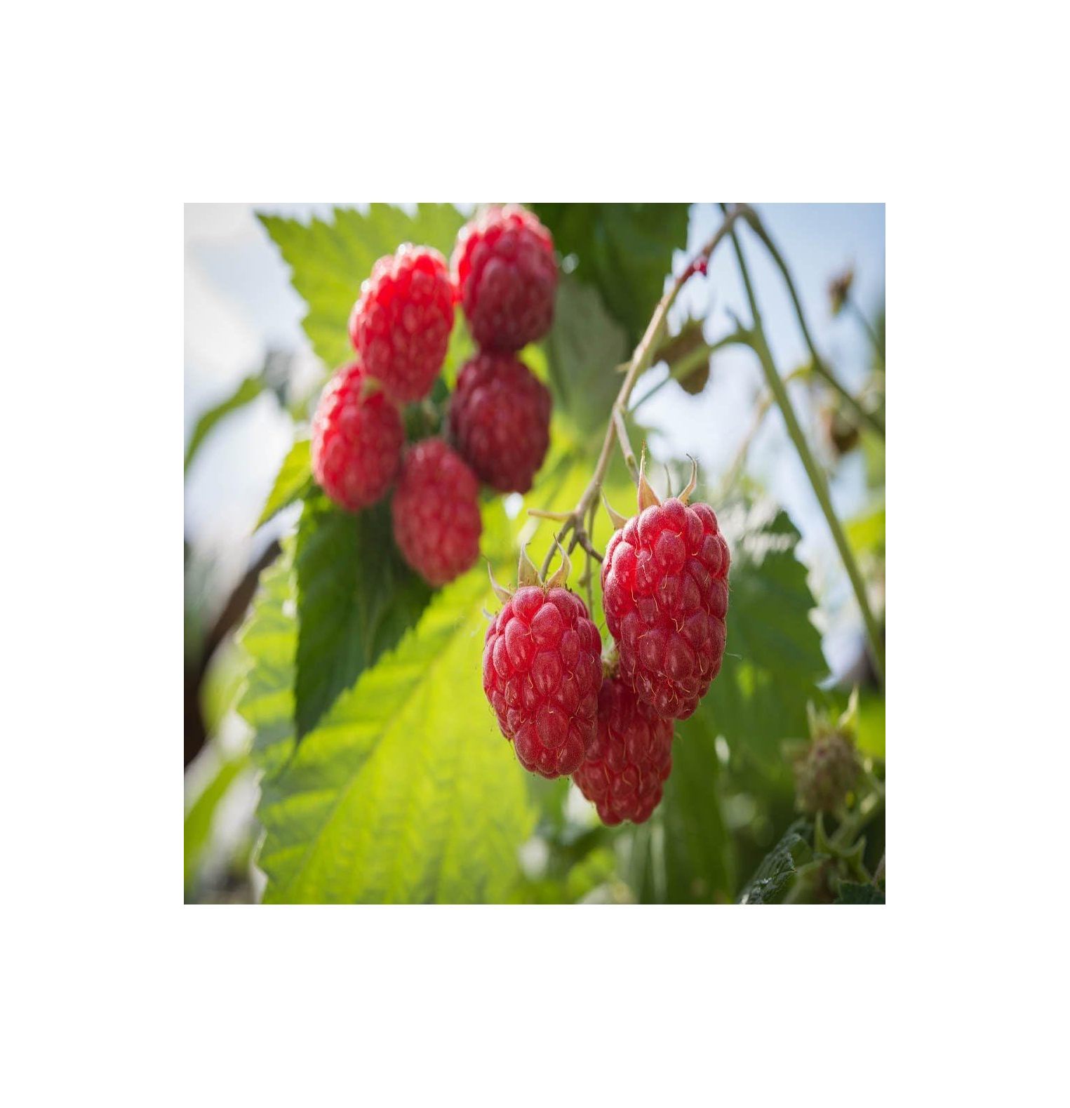 Raspbery 2 Red Raspberry Plant Everbearing Organic Grown