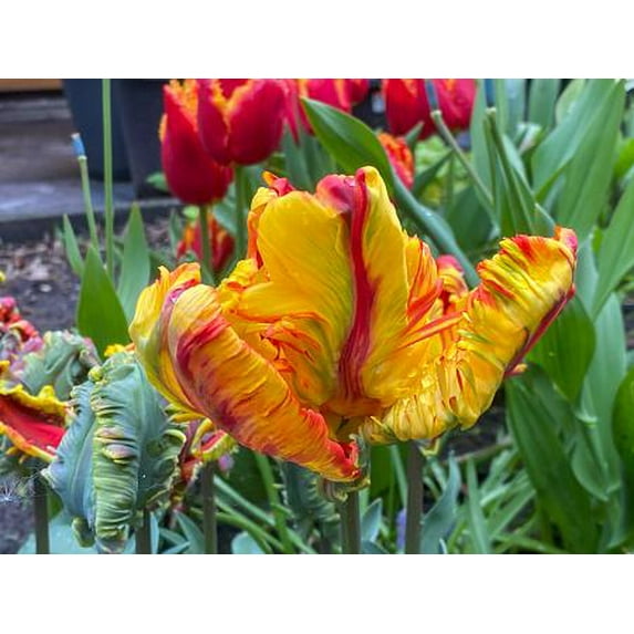 Rasta Parrot Tulip 5 Bulbs - Exotic - 12/+ cm Bulbs