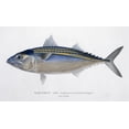 thumbnail image 1 of Rastrelliger Kanagurta, Indian Mackerel Poster Print By Mary Evans Natural History Museum (24 X 18), 1 of 4