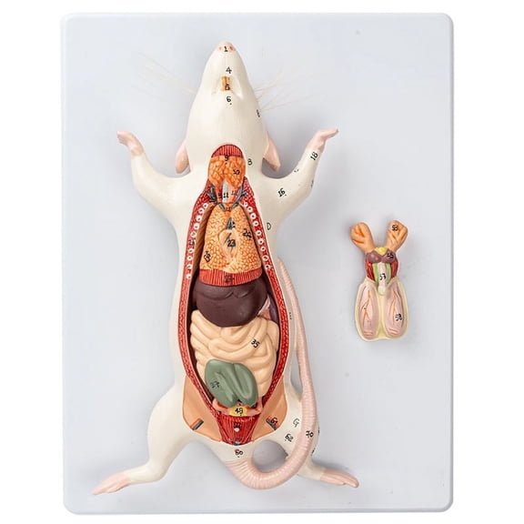 Rat Anatomy Model White Mouse Internal Organ Structure Anatomy Biology Teaching Experimental Animal Anatomical Husbandry Study