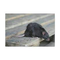 Rat Hunting Rat on Hunt Print Animal Wall Art Wildlife Canvas Prints Wall Art Ready to Hang Unframed