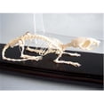 thumbnail image 1 of Rat Skeleton, Unmounted, 1 of 1