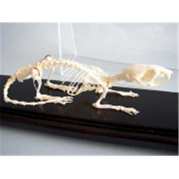 Rat Skeleton, Unmounted