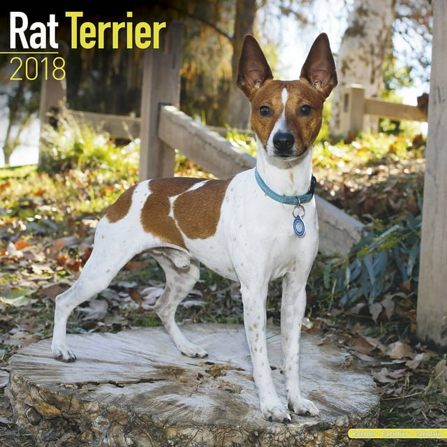 Rat Terrier Calendar 2018 Dog Breed Calendar Wall Calendar 2017
