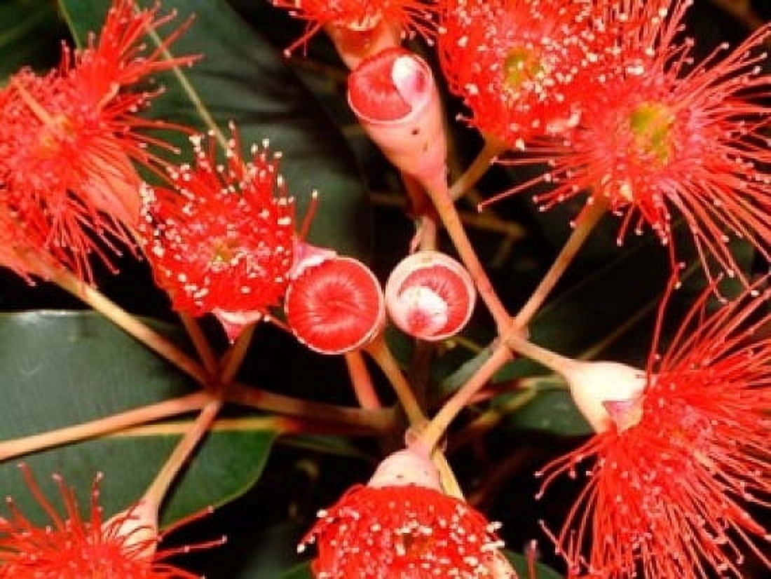 Rata Tree Blossoms New Zealand Canvas Art - William Sutton DanitaDelimont (24 x 18)