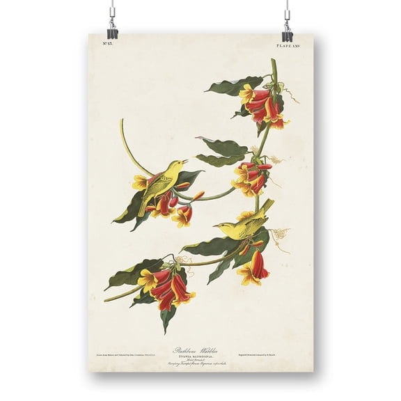Rathbone Warbler Poster - John James Audubon Designs,