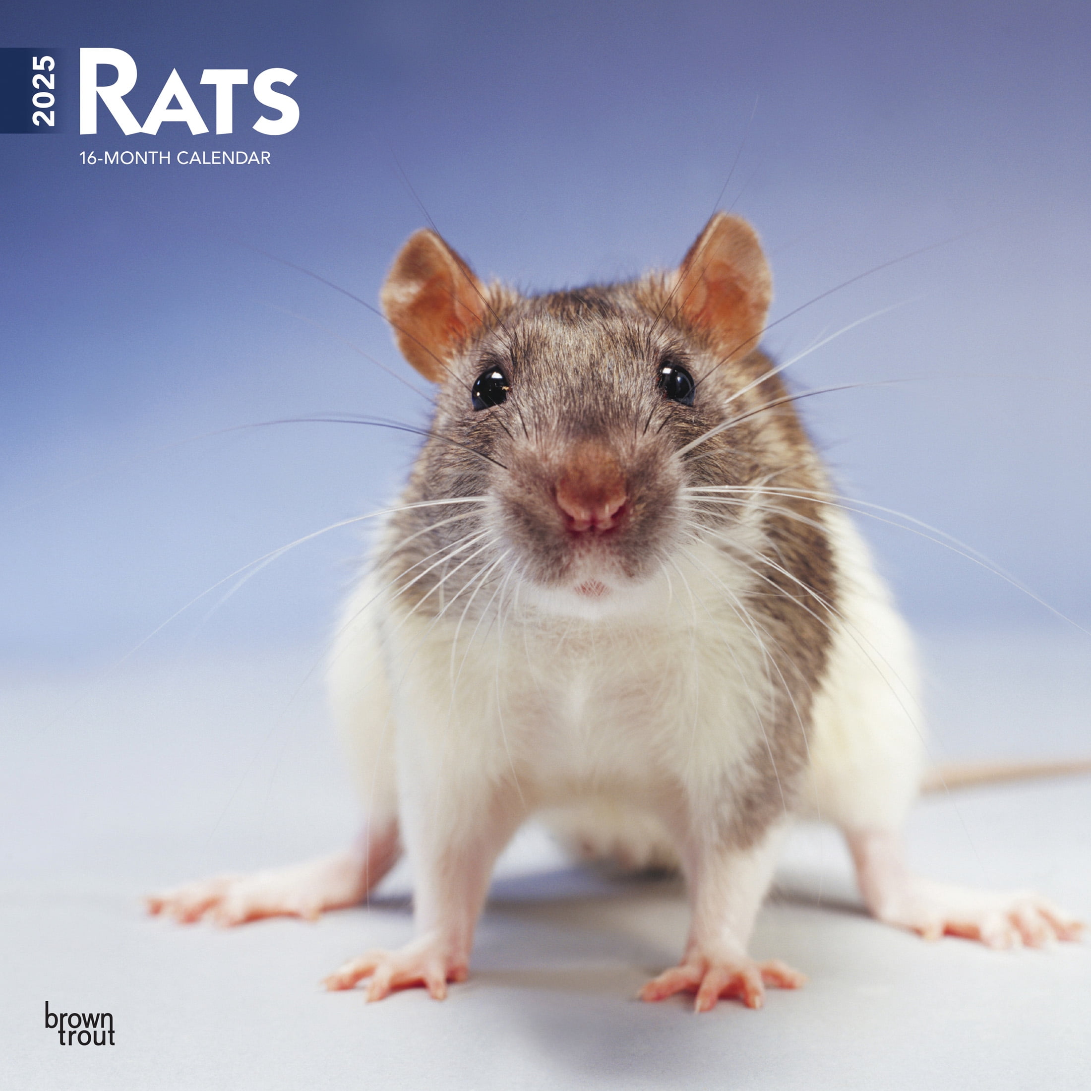 Bright Day Calendars 2025 Rats Monthly Wall Calendar - Cute