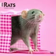 thumbnail image 1 of Rats | 2026 12x24" (Hanging) Square Wall Calendar | Plastic-Free | BrownTrout, 1 of 9