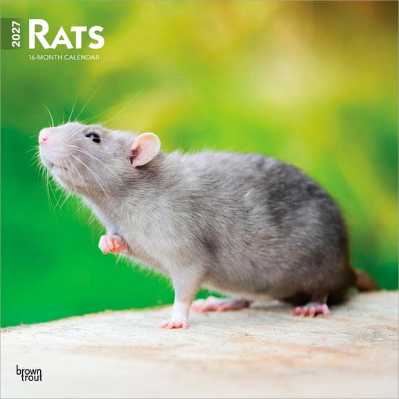 Rats 2027 12 X 24 Inch (Hanging) Monthly Square Wall Calendar Plastic-Free, (Paperback)