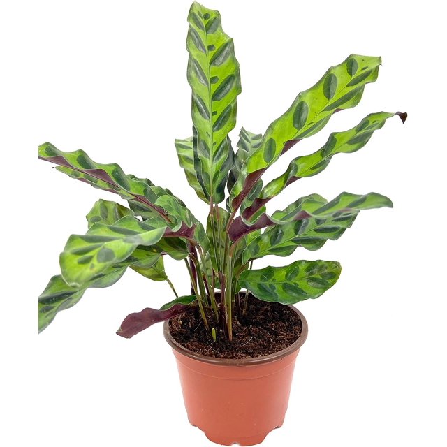 Rattlesnake Calathea Live Plant in a 4 Inch Pot Calathea Lancifolia
