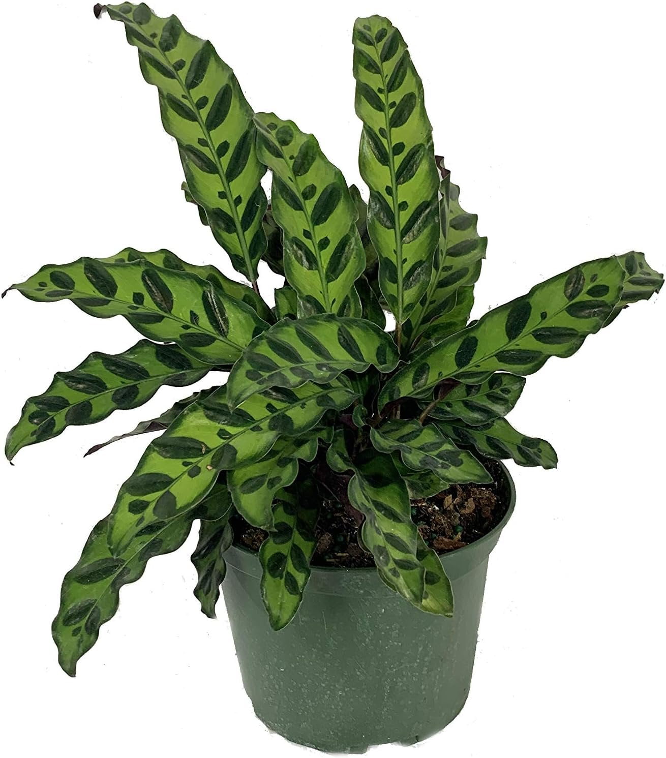 Rattlesnake Calathea Live Plant in a 6 Inch Pot Calathea Lancifolia