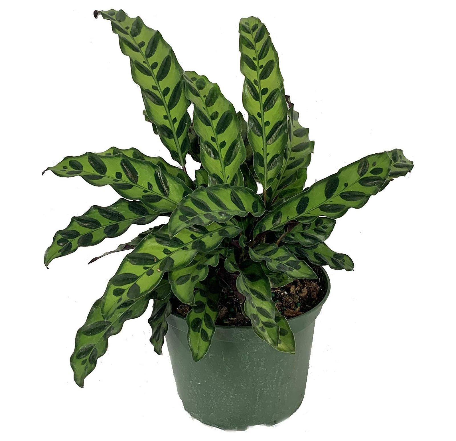 Rattlesnake Calathea Live Plant in a 6 Inch Pot Calathea Lancifolia