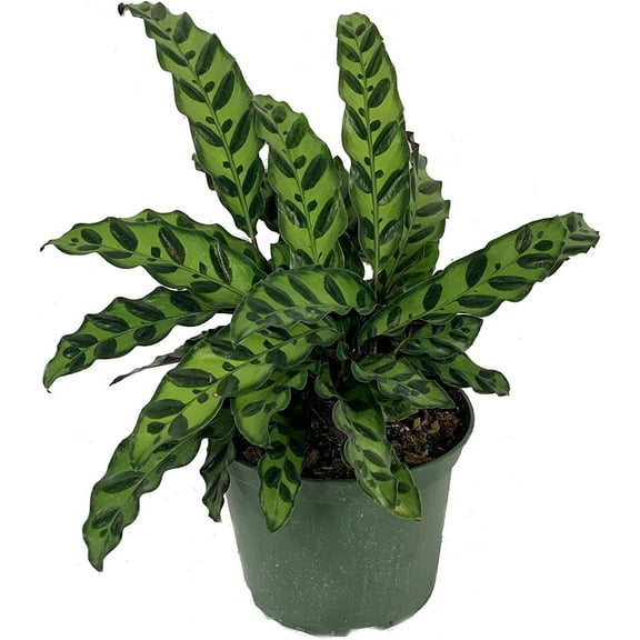 Rattlesnake Calathea - Live Plant in a 6 Inch Pot - Calathea Lancifolia - Beautiful Easy to Grow Air Purifying Indoor Plant