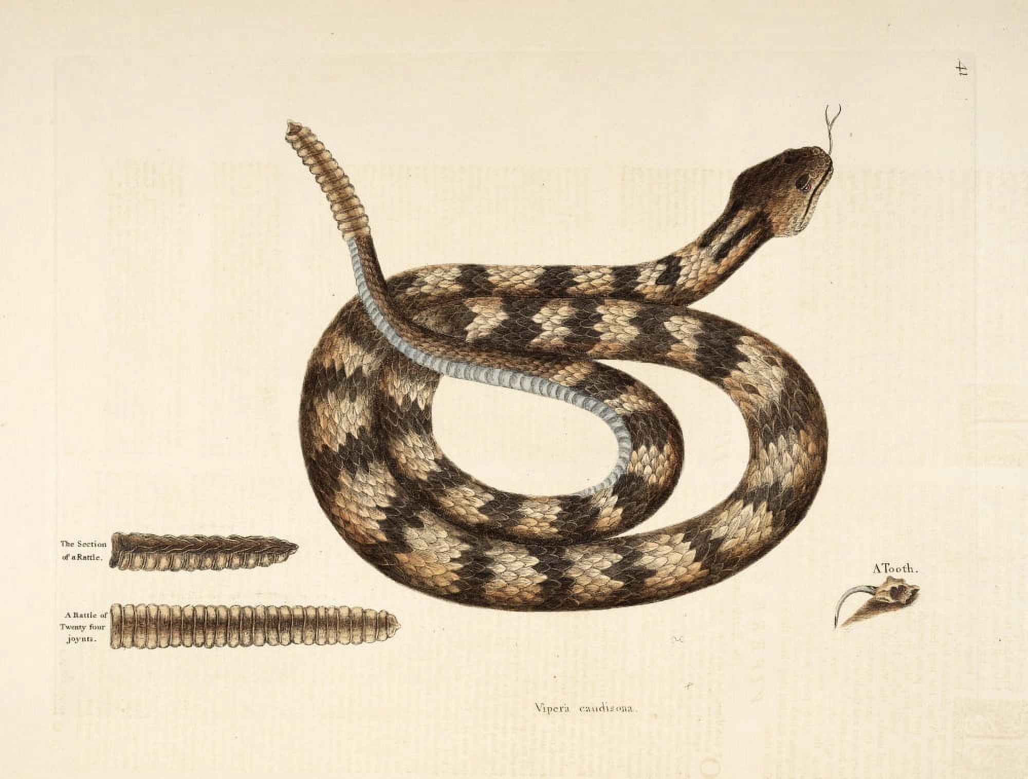 Rattlesnake Canvas Art - Mark Catesby (18 x 24)