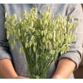 thumbnail image 1 of Rattlesnake Grass Seeds for Planting - Greater Quaking Grass (100 Seeds), 1 of 3