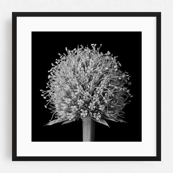 Rattlesnake Master - Photography Black and White Botanical Floral Nature Flowers Abstract Minimalist Black Framed Wall Art Print 8 x 8 inches