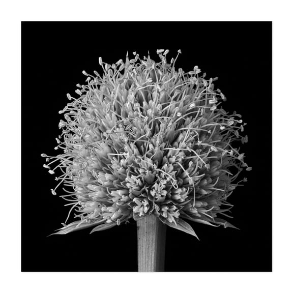 Rattlesnake Master - Photography Black and White Botanical Floral Nature Flowers Abstract Minimalist Unframed Wall Art Print 36 x 36 inches