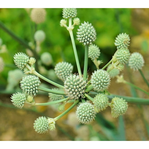 Rattlesnake Master Seeds for Planting (100+ Seeds) - Hardy Herbaceous Perennial - Eryngium yuccifolium - Great for Pollinators