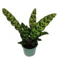 thumbnail image 1 of Rattlesnake Plant - Calathea lancifolia - Easy House Plant - 4" Pot, 1 of 3