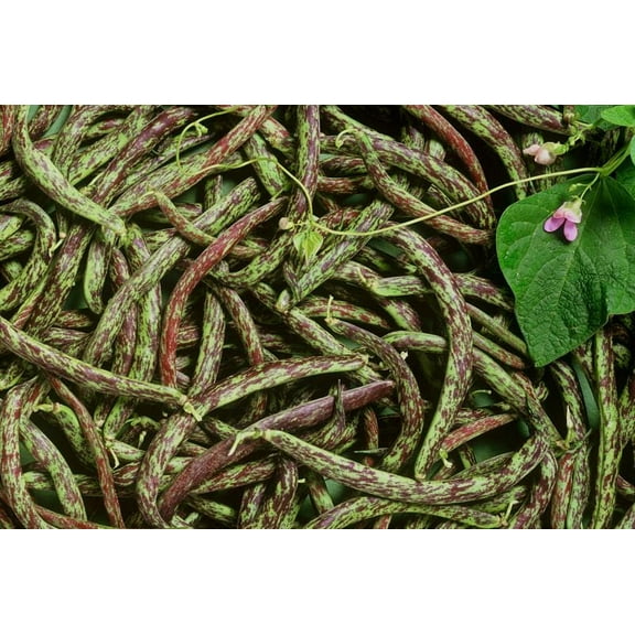 Rattlesnake Pole Bean Seeds