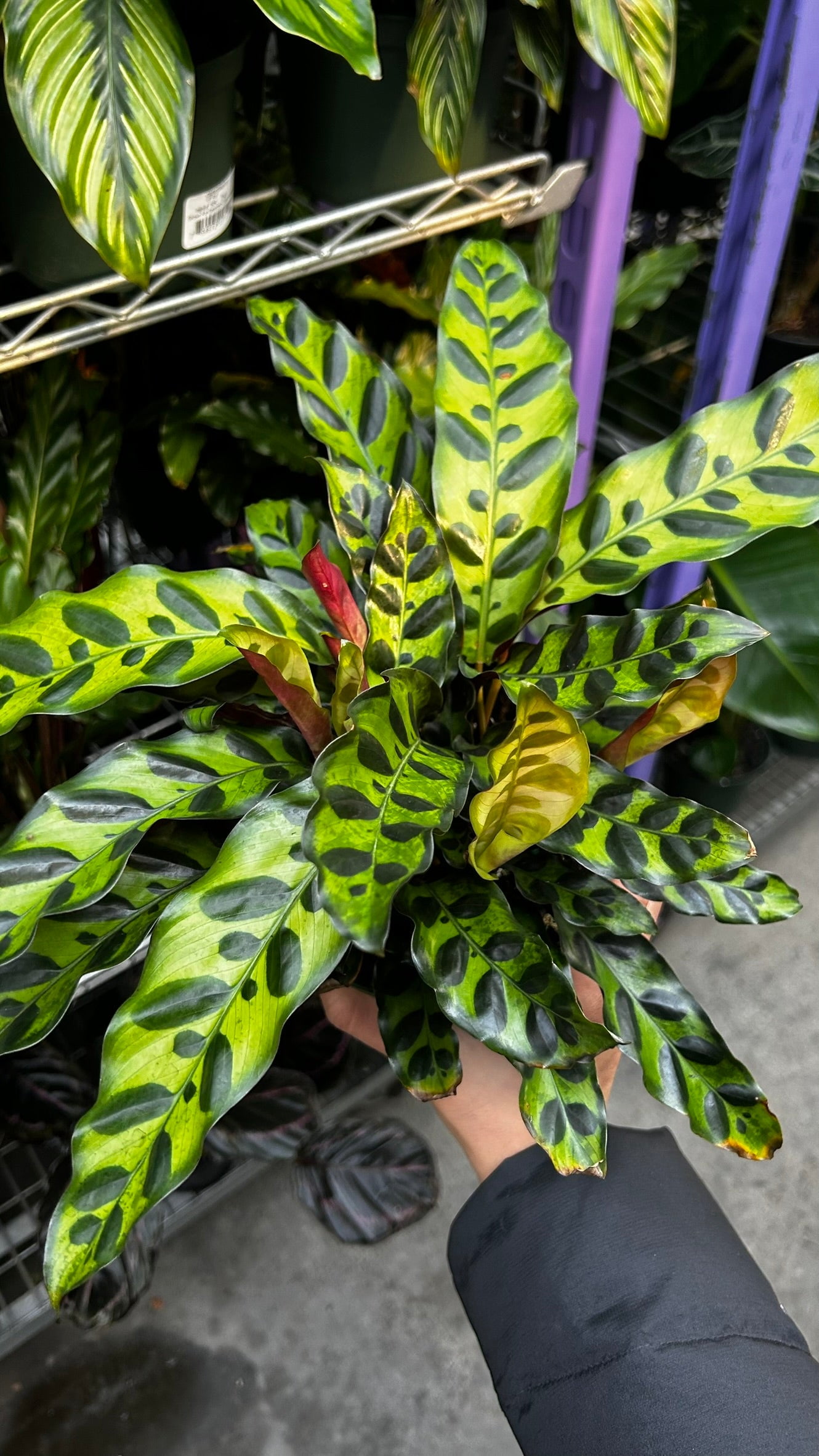 caring for an philodendron erubescens Philodendron Erubescens main image 1