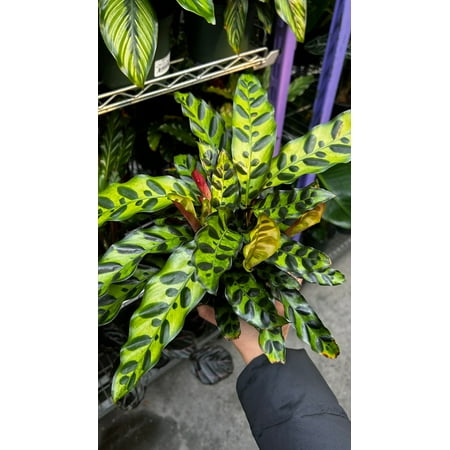 RedCrocus Rattlesnake Prayer Plant Calathea lancifolia, Indoor Foliage Plant for Shaded Areas, Pet-Toxic, Lush Greenery, Easy Care Decor 6" Pot