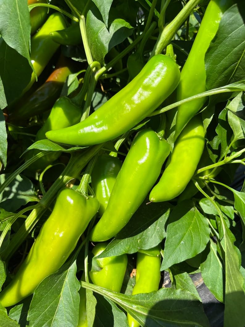 Rattlesnake XHot Numex New DHF10 Mexico Hatch Chile Pepper Premium