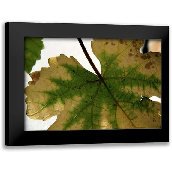 Rauscher, Michel 18x13 Black Modern Framed Museum Art Print Titled - Nature Shapes 1