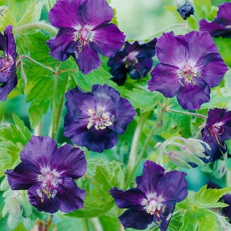 Raven Cranesbill Geranium Flower Root - Blooms All Summer - Grows Great in Shade - Attracts Butterflies and Hummingbirds - Grows Well In Containers - Perennializing