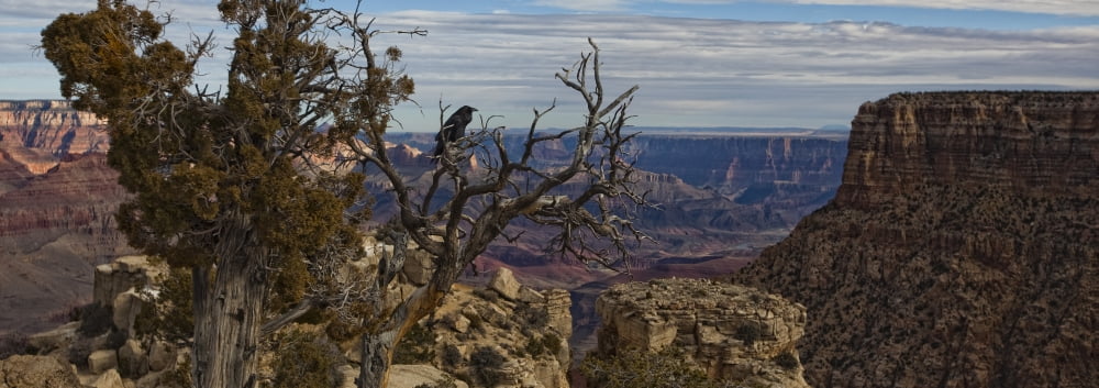 Raven Sitting On Tree On The South Rim Of The Grand Canyon Arizona Canvas Art - Robert Postma Design Pics (23 x 8)