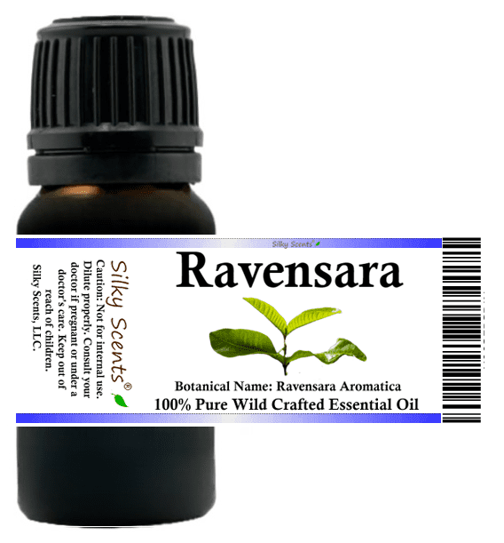 Ravensara Wild Crafted Essential Oil - 100% Pure and Natural by Silky Scents