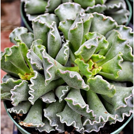 Ravioli Plant - Adromischus cristatus - RARE - 4.5" Pot