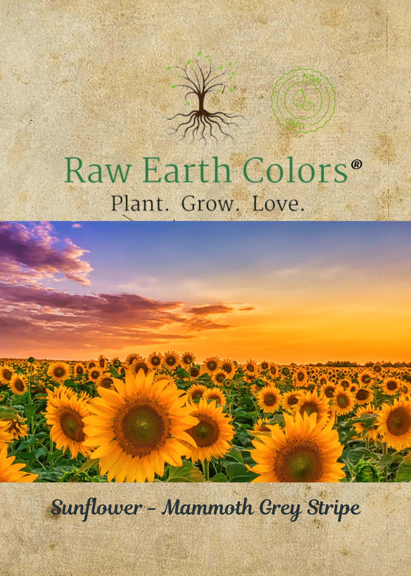 Mammoth Sunflower Seeds for Wildflower Garden Planting - Pack of 100 ...