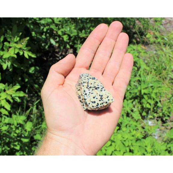 Raw Natural Dalmatian Jasper: Choose How Many Pieces (Rough Dalmation Jasper)